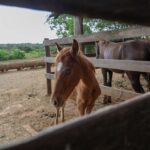 Apreensões de animais de grande porte triplicam no DF, ampliando adoções nos últimos anos