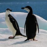 Congresso argentino aprova reforma da lei de geleiras