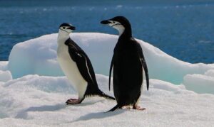 Congresso argentino aprova reforma da lei de geleiras