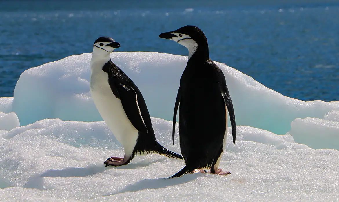 Congresso argentino aprova reforma da lei de geleiras