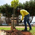 Dia de Plantar uma Muda Nativa do Cerrado: ação planeja chegar a 150 mil mudas até 2030