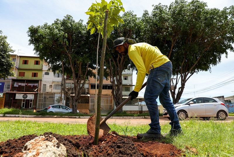 Dia de Plantar uma Muda Nativa do Cerrado: ação planeja chegar a 150 mil mudas até 2030