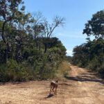 Fêmea de veado-catingueiro recebe alta do Hfaus e volta à natureza