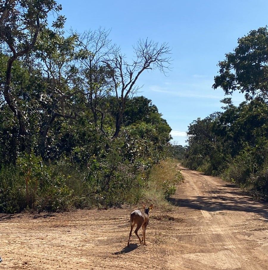 Fêmea de veado-catingueiro recebe alta do Hfaus e volta à natureza