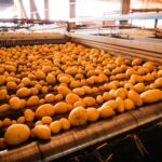 Goiás consolida crescimento na produção de batata-inglesa