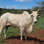 Goiás deve movimentar R$ 23,7 bilhões com bovinocultura em 2026