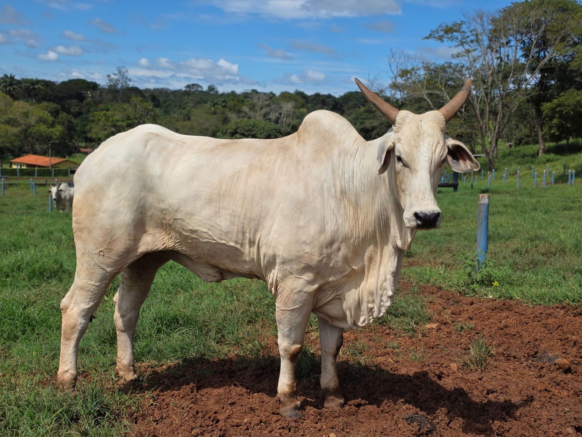 Goiás deve movimentar R$ 23,7 bilhões com bovinocultura em 2026