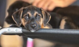 Governo abre consulta pública sobre genéricos e similares veterinários