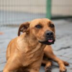 Hugol faz campanha para adoção de cães que vivem na área externa da unidade