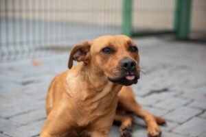 Hugol faz campanha para adoção de cães que vivem na área externa da unidade