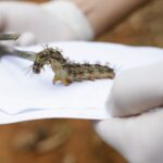 Lagartas são recolhidas no Lago Sul para produção de soro antiveneno