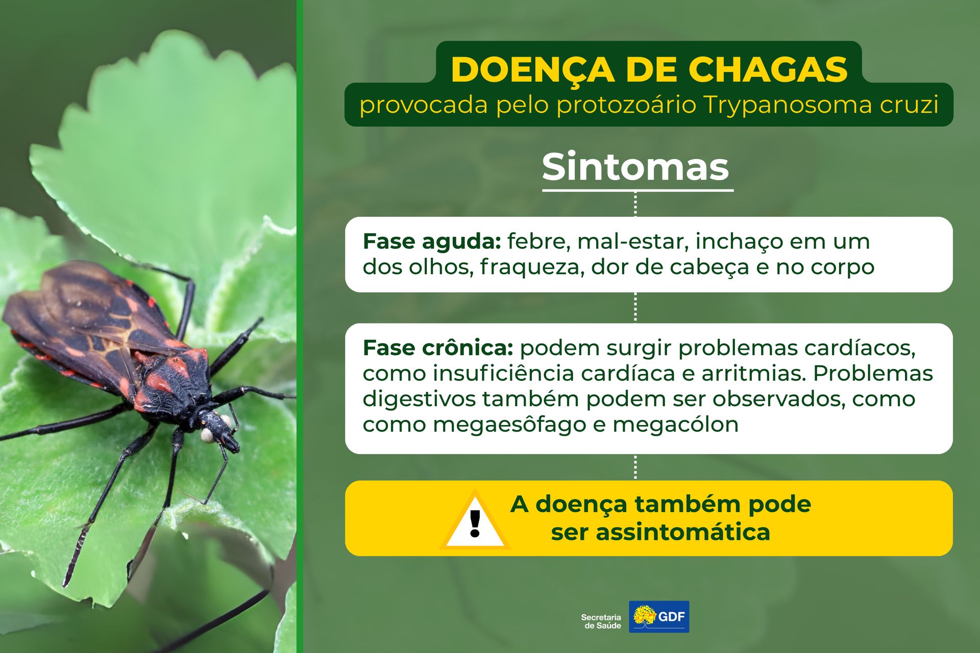 Mês de conscientização sobre a doença de Chagas alerta para cuidados e risco de contaminação