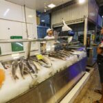 Produção de pescado no DF cresce 21,9% e chega a 2,6 milhões de quilos em 2025