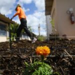Rede de hortos agroflorestais chega ao sistema prisional