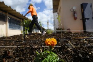 Rede de hortos agroflorestais chega ao sistema prisional