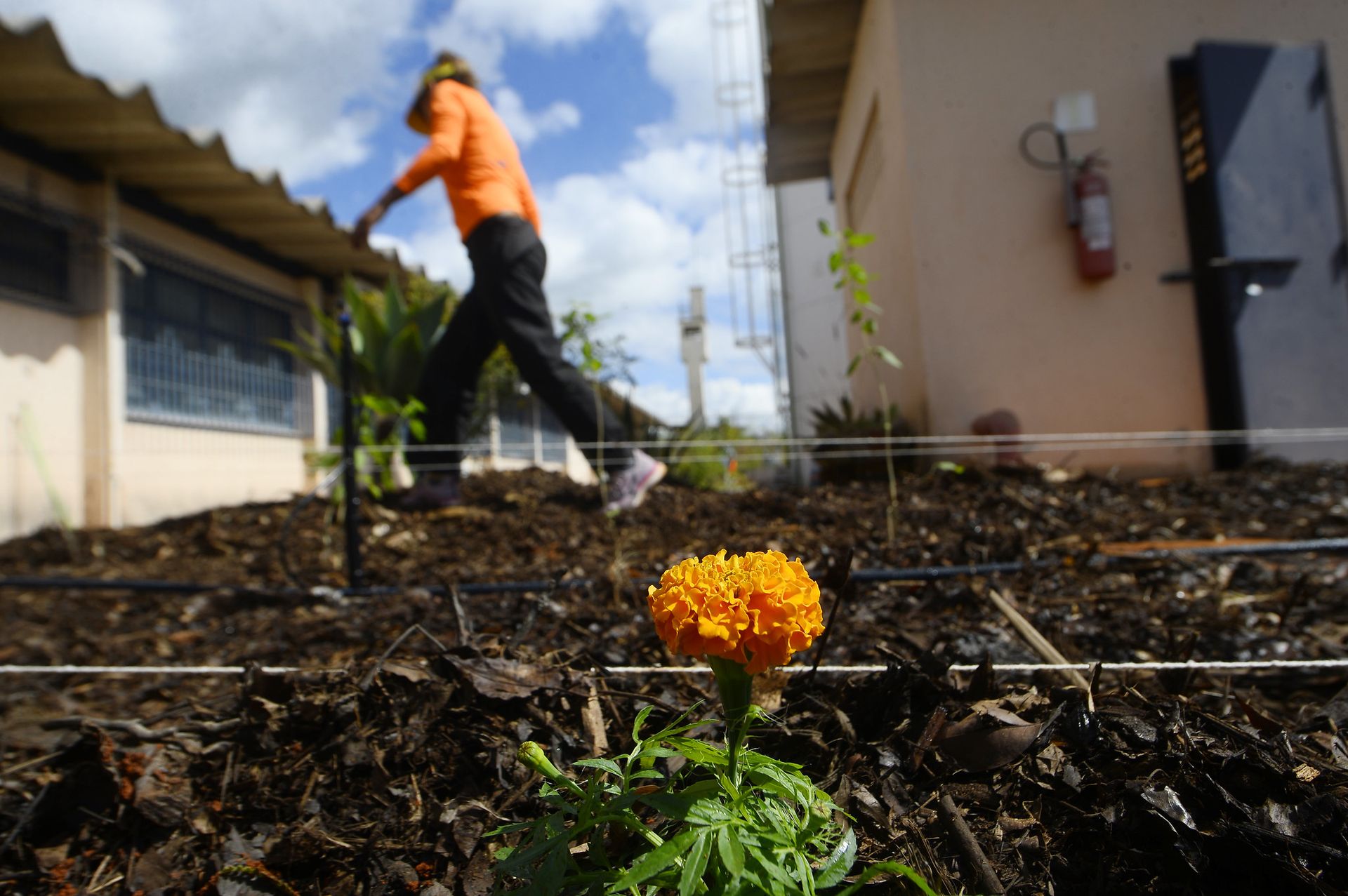Rede de hortos agroflorestais chega ao sistema prisional