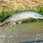 Regras para pesca do pirarucu mudam em Goiás
