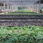 Saneago seleciona propriedades rurais para doações de biossólido