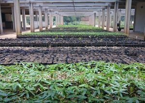 Saneago seleciona propriedades rurais para doações de biossólido