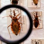 Saúde anuncia R$ 12 milhões para enfrentamento da doença de Chagas