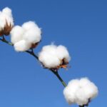 Termina período de semeadura do algodão 97 municípios