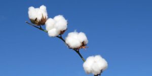 Termina período de semeadura do algodão 97 municípios