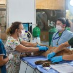 Zoológico de Brasília lança edital para serviços médico-veterinários