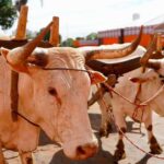 Aberta a 79ª Exposição Agropecuária de Goiás