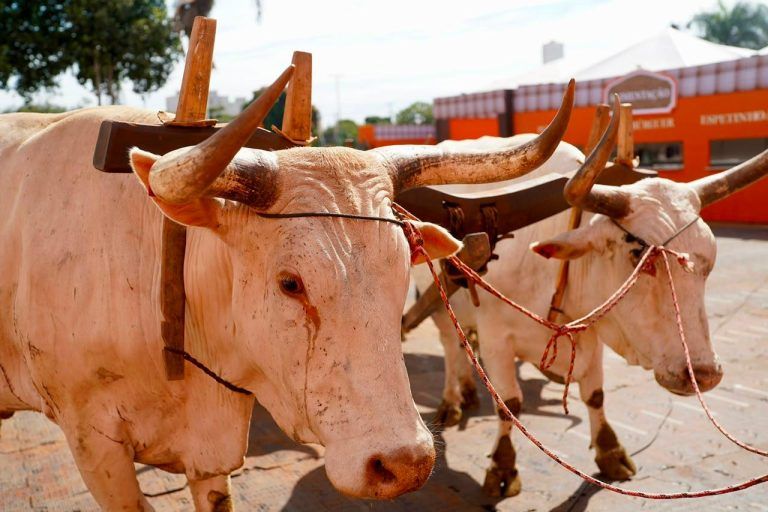 Aberta a 79ª Exposição Agropecuária de Goiás
