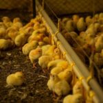 Agrodefesa reforça importância da prevenção contra gripe aviária no outono e inverno