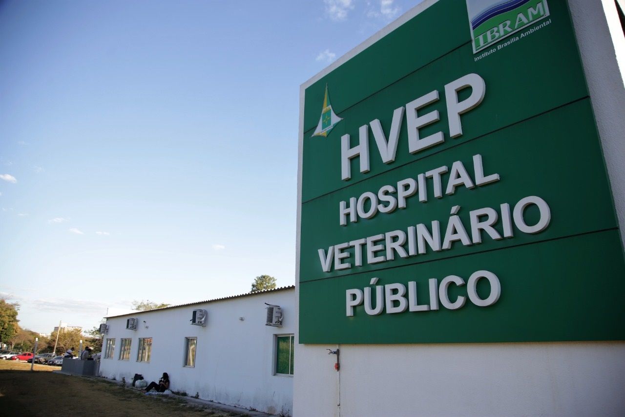 Consulta para melhorar o Serviço Veterinário Público do DF começa nesta sexta-feira (8)
