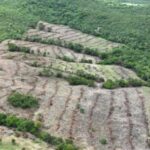 Desmatamento em Goiás cai 44%, aponta Mapbiomas