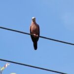 DF abre consulta pública para criar política de proteção da fauna contra acidentes na rede elétrica