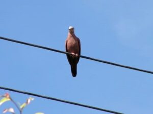 DF abre consulta pública para criar política de proteção da fauna contra acidentes na rede elétrica