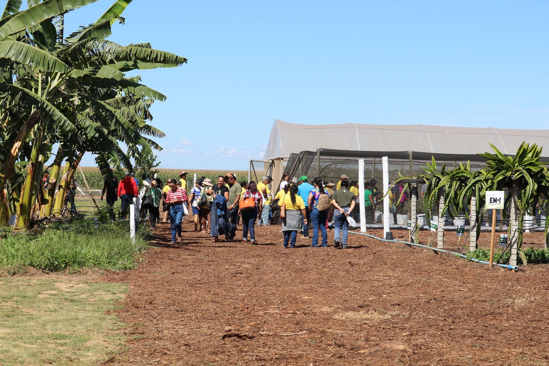 Espaço da Fruticultura da Emater-DF na AgroBrasília apresenta técnicas para ampliar renda