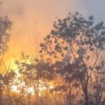 Fapeg lança edital voltado à prevenção de incêndios e proteção da biodiversidade em Goiás