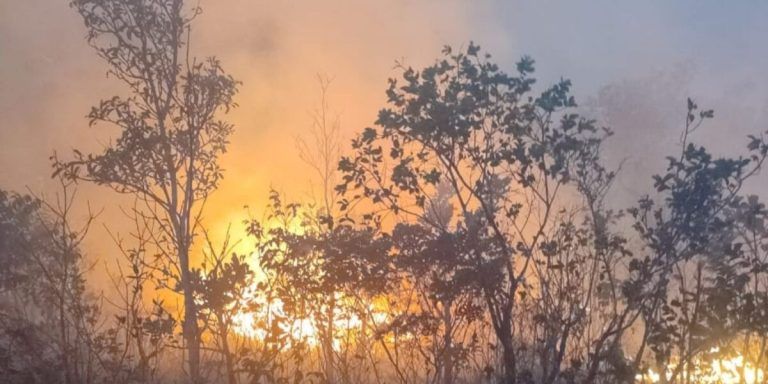 Fapeg lança edital voltado à prevenção de incêndios e proteção da biodiversidade em Goiás
