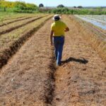 GDF lança edital para regularização fundiária de 182 imóveis rurais em Sobradinho