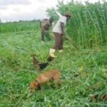 Goiás mobiliza agricultores familiares com Semana Estadual do CAF