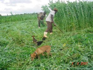 Goiás mobiliza agricultores familiares com Semana Estadual do CAF
