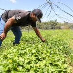 Governadora assina decreto que regulamenta a Política de Boas Práticas Agropecuárias