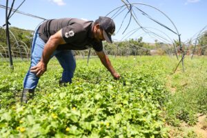Governadora assina decreto que regulamenta a Política de Boas Práticas Agropecuárias