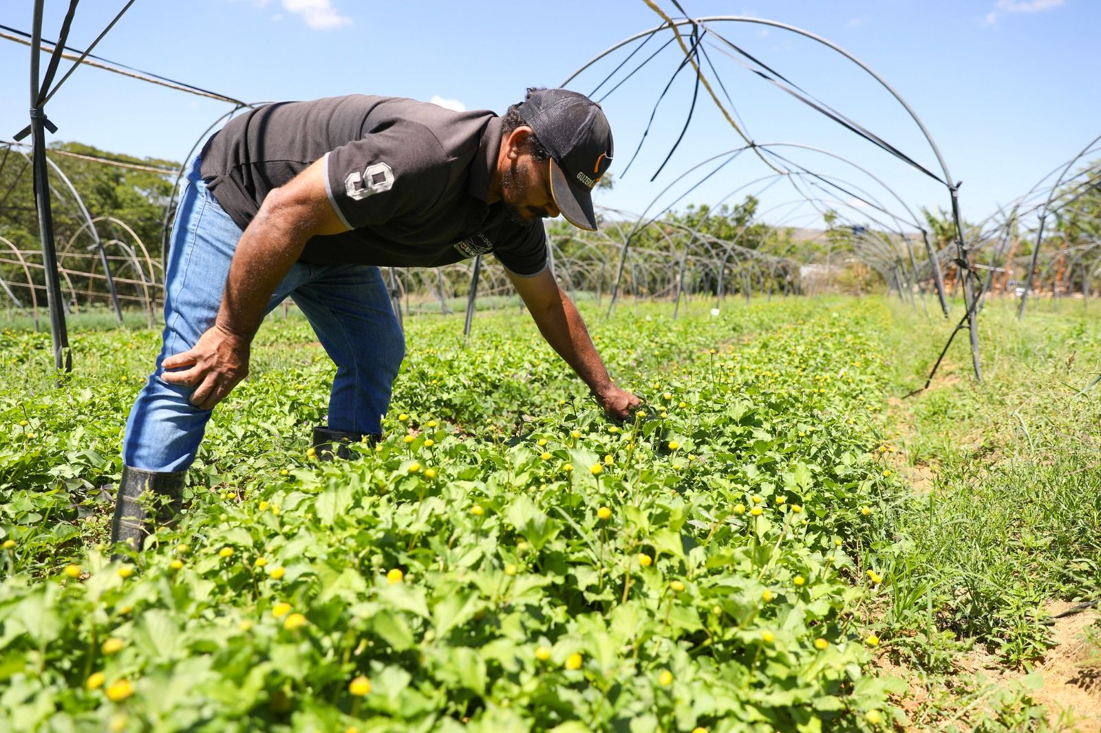 Governadora assina decreto que regulamenta a Política de Boas Práticas Agropecuárias