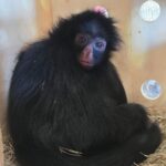 Macaco-aranha chega ao Zoo de Brasília para ajudar na conservação da espécie