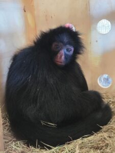 Macaco-aranha chega ao Zoo de Brasília para ajudar na conservação da espécie