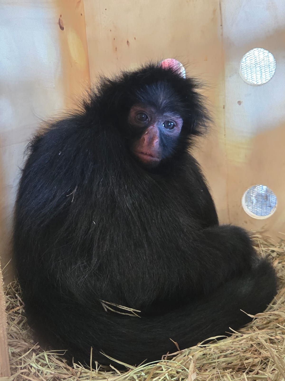 Macaco-aranha chega ao Zoo de Brasília para ajudar na conservação da espécie