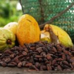 Pesquisadores apresentam projetos de bioeconomia financiados pelo MCTI