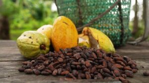 Pesquisadores apresentam projetos de bioeconomia financiados pelo MCTI