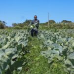 Agropecuária do DF mantém patamar histórico e movimenta R$ 5,8 bilhões em 2025