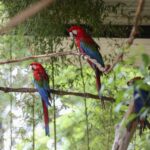 Aviário de imersão do Zoológico é fechado temporariamente para bem-estar de araras em período reprodutivo